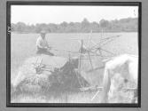 Man Threshing