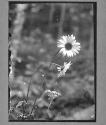 Rural-Daisies August 1906