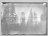 62 En route to Shasta Barnes