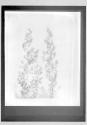 Fox Talbot-Copy Plant Study