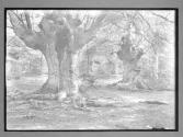 Burnham Beeches Near Lord Mayor's Drive (28)