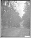 Avenue In Charlecote Park