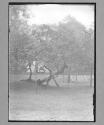 Gray's Inn Gardens Bacon's Tree