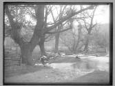 Study of Willows at Bedford, 1882