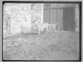Baby donkey and colt 1886
