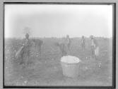 Picking cotton, North Carolina, 1885