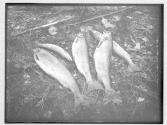 Group of salmon- Grand Falls, 1885