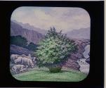 Bush and Sheep