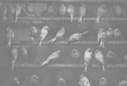 Birds, Mexico