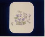 Violets