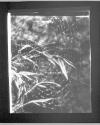 [Spiderweb]