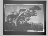 [Cypress tree]
