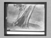 Some Snaps Of AB, Small Films Of AB Onward
