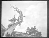 [Tree Negatives]