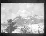 [Tree Negatives]