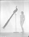 [Nude With Peacock]