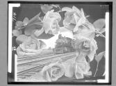 [Train In Rose Composite]