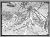 [Untitled]