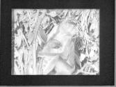 [Untitled]