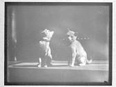 [Kittens]