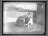 [Dog Training]