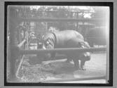 [Hippos in NY Zoo]