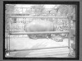 [Hippos in NY Zoo]