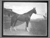 [Race Horses]