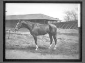 [Race Horses]