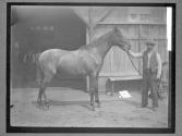 [Race Horses]