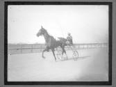 [Horse Racing]