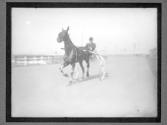 [Horse Racing]