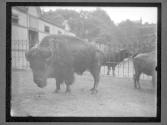 [Buffalo]