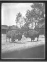 [Buffalo]