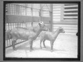 [Goats at Zoo, Robinson Crusoe]