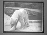 [Bears in the Zoo]