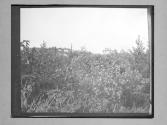 Bermuda