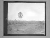 [Tree In Field]