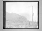 [C. Irving Fisher And Cacti In Landscape]