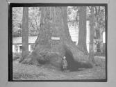 [Santa Cruz Trees]