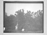 [Children Picking Fruit From Trees/ Phil Allen's Farms]