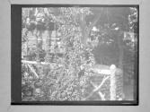 [Tree And Stone Wall]
