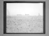 [Woman picking flowers in field]