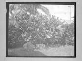[Cacti And Architecture]