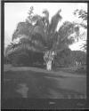 Kings Garden