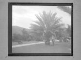 Under A Date Palm Hope Garden Jamaica