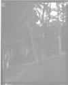 [Clarence L. Fisher Under Tree]