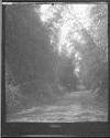 [C. Irving Fisher In Road In Wooded Area]