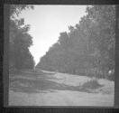 [Trees Bordering Road]