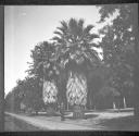 [Man standing at base of trees]
